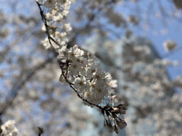 桜３