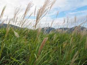 すすき草原③