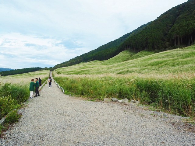 すすき草原①