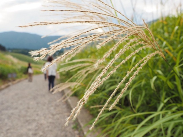 すすき草原②