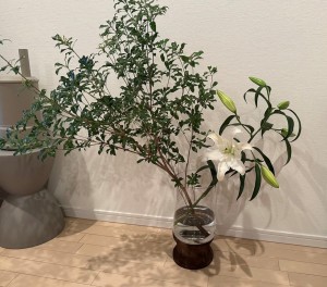 植物②