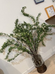 植物