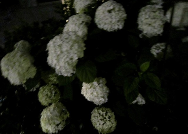 yoru_3