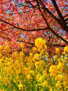 河津桜